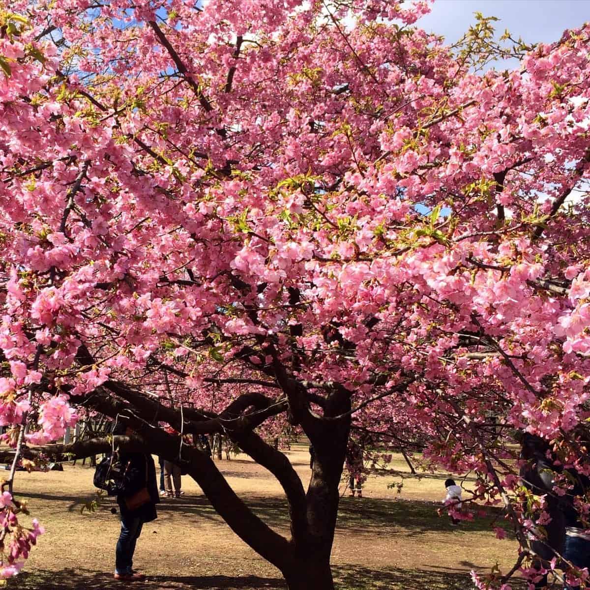 cherry blossoms, japan