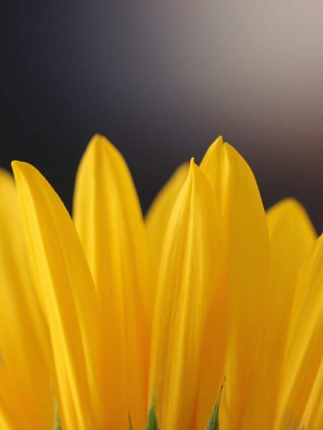 12 Quotes About Optimism to Cheer You Up