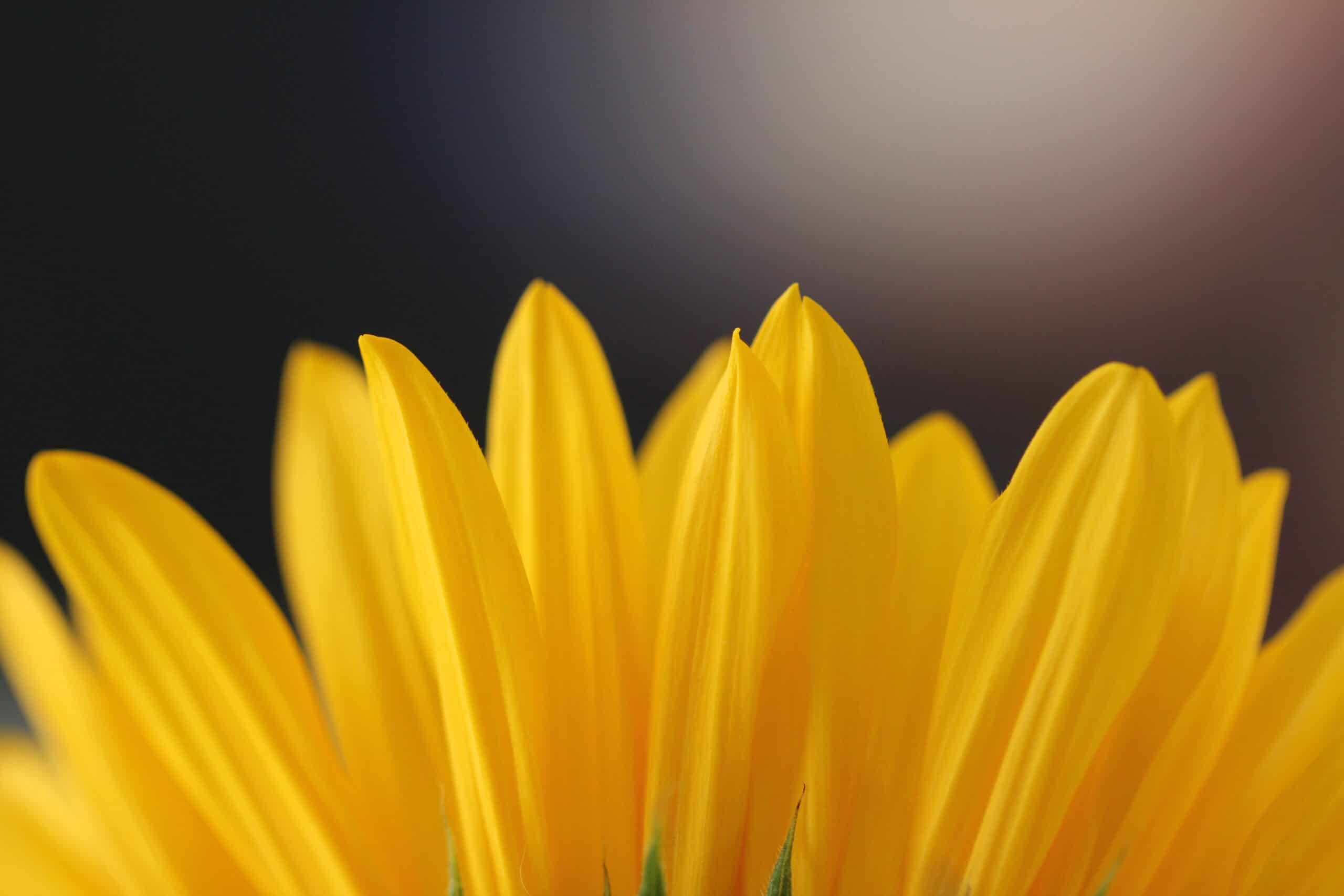 quotes about optimism