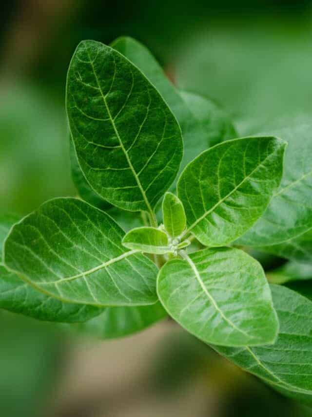 9 Ways Ashwagandha Root is Helpful