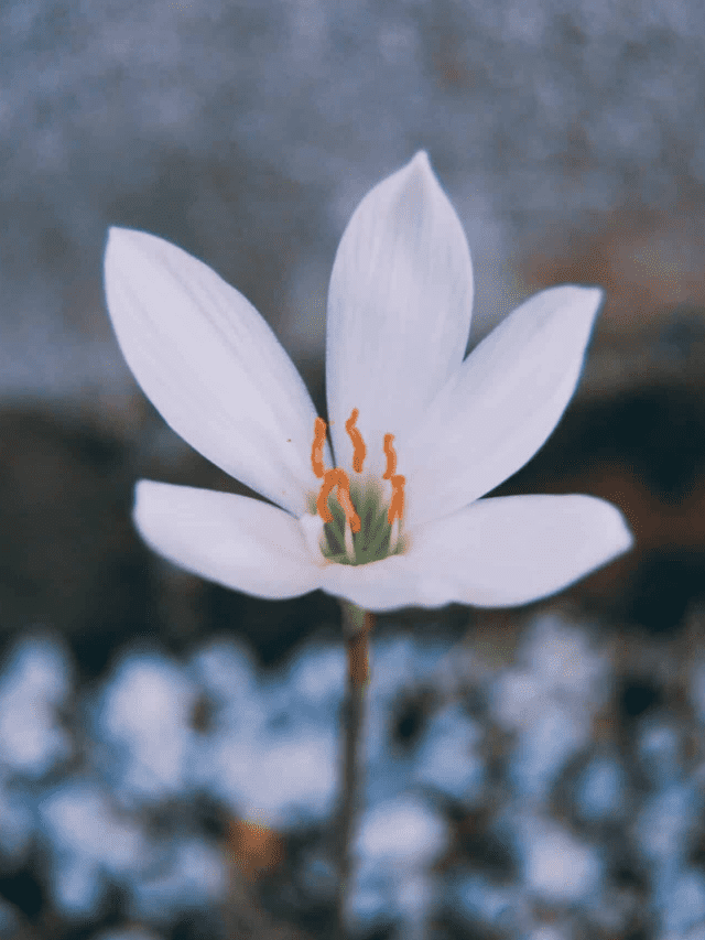 Using A Growth Mindset To Grow Your Money Story